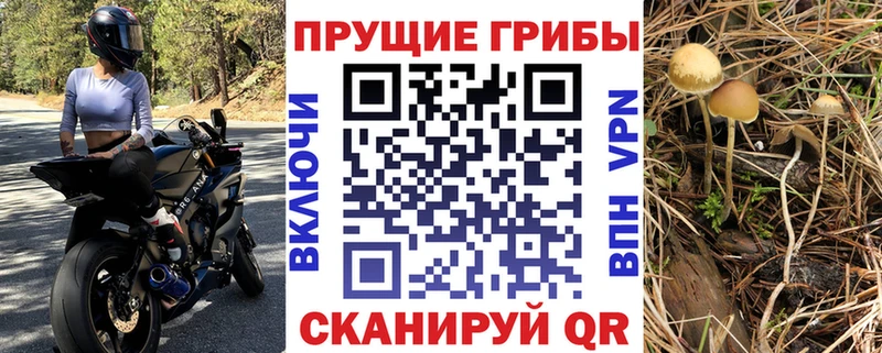 Псилоцибиновые грибы Psilocybe  Бердск 